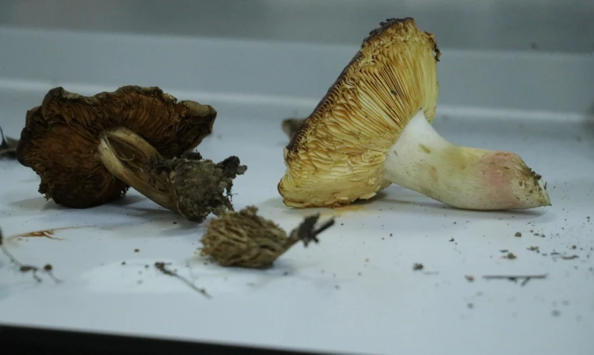 Marmara'nın kuzeyinde 3 yıllık doğa envanteri başladı