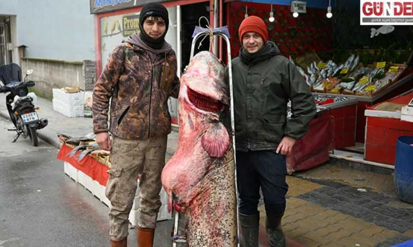 Meriç'te 102 kilogramlık yayın balığı yakalandı