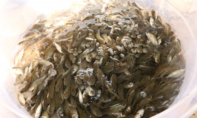 Milyonlarca sazan yavrusu doğaya kazandırıldı