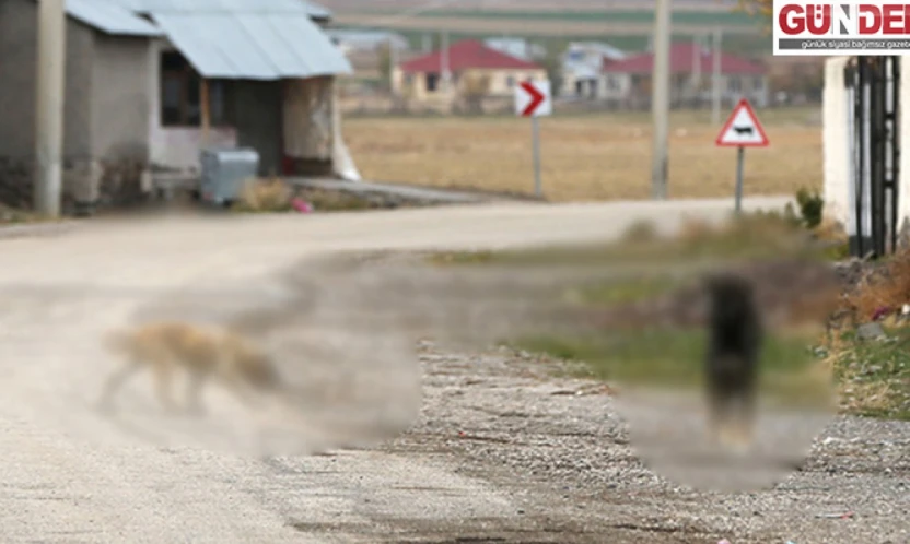 Sahipsiz köpekle ilgili sosyal medyada yer alan görüntülere ilişkin inceleme