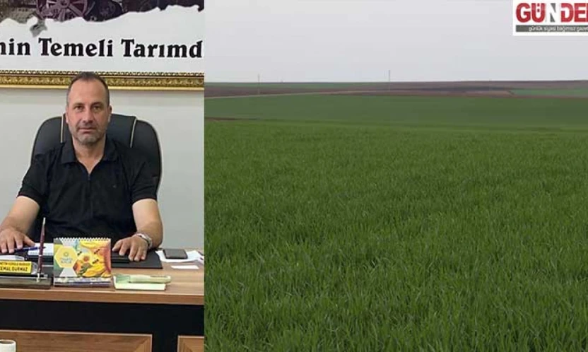 Sıcak kış buğdayı erken uyandırdı: Tarlalarda risk alarmı
