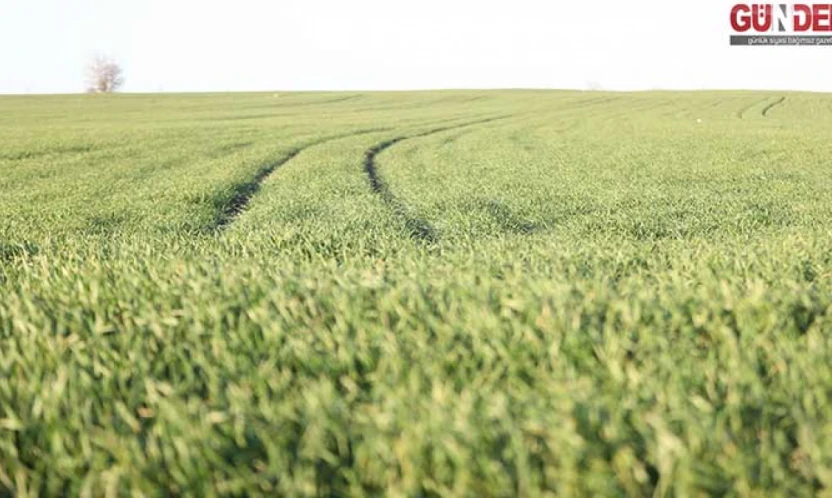 Trakya'da bu sene buğday erken boy attı