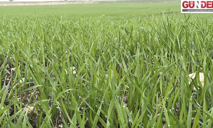 Trakya'da çiftçilerin buğday ekim mesaisi sürüyor