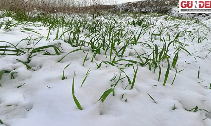 Trakya'da üretici yağışlarla rahat bir nefes aldı