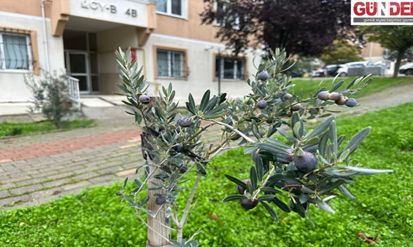 Zeytin ağacından ilk hasat heyecanı